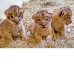 Lovely Little Lions