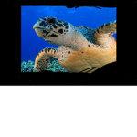 Sea Monsters group