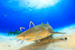 cats and sharks