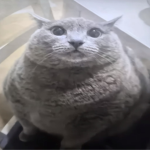 Feline's foolery