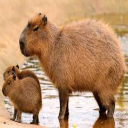 capybara rpg 4