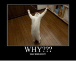 Why Cat Why