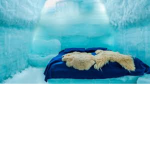 Icy Ice Cafe