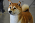 doge. inc