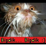 Krallar oye