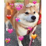 Doggo love! (Official fan club of dogs)