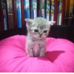 CRYBABIES-