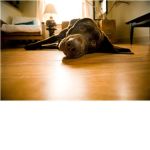 :D Dog Lovers :D