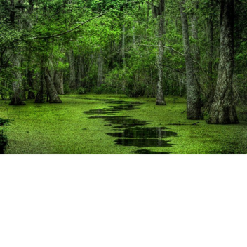 the totally normal swamp