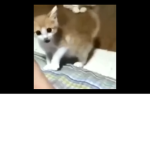 Cat group (U BETTER JOIN IF U LIKE CATS)