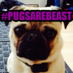 Pug's Clothing