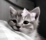 Cat Lovers...