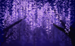 Wysteria Hangout