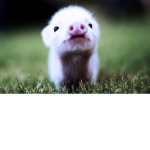 pig fangroup