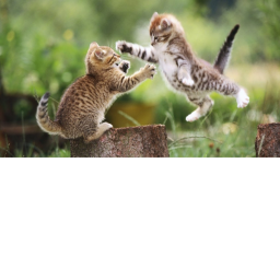 combat
