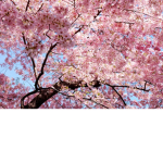 Moonlight Cherry Blossom