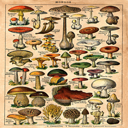 Vintage Mushroom Poster Roblox decal