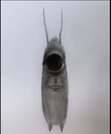 Im a star