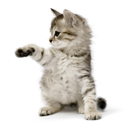 Cats Roblox decal
