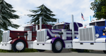 Apm cattle