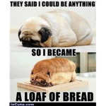 The best pugs
