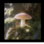 死ゴシック
