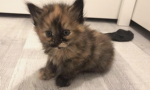XlaylaXcats