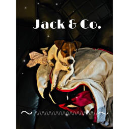Jack & Co.'s Home Store! (READ DESC!)Clothes added