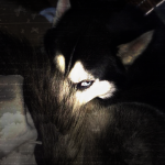 mystipuppies