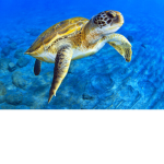 The coolest turtle fan club