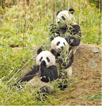 Pandas will rule the entire galaxy