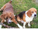 Dakota & Bagel