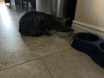Cat Chow