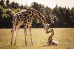 Giraffe Squadzz