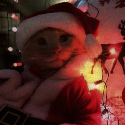 ✨ Christmas Cat ✨ Roblox decal