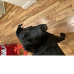 Great puppy
