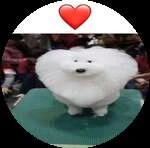 Donate to your favorite dev