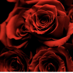The Roses Dance Team