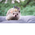 meat hedgehogs