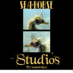 SeaHorse Studios!
