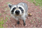 cat and racoon