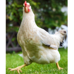 The _chickens