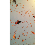 brunette butterflies