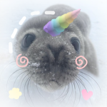 Seals cute clothing