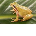 frog feet teehee