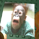 Monkey sweats (SHIFT TO RUN)