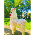 Llama Friends officiall