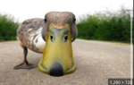 QOACKY DUCKYS
