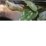 REPTILE AND AMPHIBIAN OWNERS OF ROBLOXIA