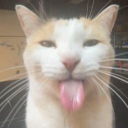 wadahek